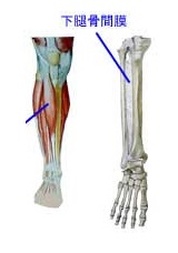 カラダ豆知識 関節 ストレッチアップ