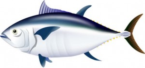 maguro