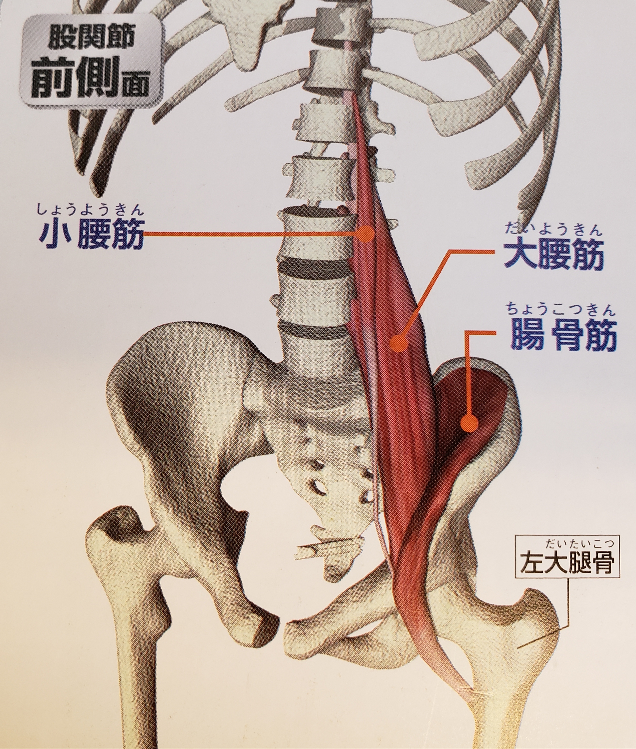 腰 読み方 大 筋 傍脊柱筋：解剖学、機能、図、および運動